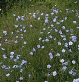 len rakouský <i>(Linum austriacum)</i>