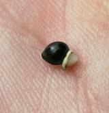 plícník úzkolistý <i>(Pulmonaria angustifolia)</i> / Plod