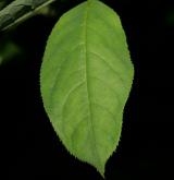 klokoč zpeřený <i>(Staphylea pinnata)</i> / List