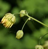 žluťucha smrdutá <i>(Thalictrum foetidum)</i> / Květ/Květenství
