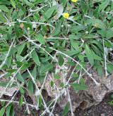 jestřábník bičovitý <i>(Hieracium calomastix)</i> / Habitus