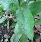 řeřicha chlumní <i>(Lepidium campestre)</i> / List