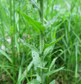 řeřicha chlumní <i>(Lepidium campestre)</i> / Stonek