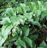 kokořík širolistý <i>(Polygonatum latifolium)</i> / Habitus