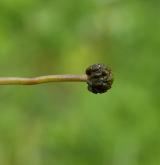 lakušník okrouhlý <i>(Batrachium circinatum)</i> / Plod