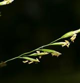 lipnice hajní <i>(Poa nemoralis)</i> / Květ/Květenství