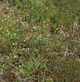 Teplomilná plevelová vegetace obilných polí na bazických půdách <i>(Caucalidion lappulae)</i>