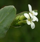 hořinka východní  <i>(Conringia orientalis)</i> / Květ/Květenství