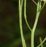 hořinka východní  <i>(Conringia orientalis)</i> / Plod