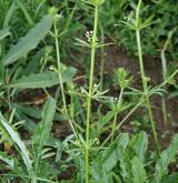 svízel trojrohý <i>(Galium tricornutum)</i> / Habitus