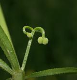 svízel trojrohý <i>(Galium tricornutum)</i> / Plod