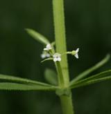 svízel trojrohý <i>(Galium tricornutum)</i> / Květ/Květenství