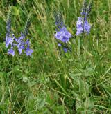 rozrazil ožankový <i>(Veronica teucrium)</i> / Habitus