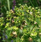 pryšec vrbolistý <i>(Euphorbia salicifolia)</i> / Habitus