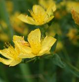 třezalka ozdobná <i>(Hypericum elegans)</i>