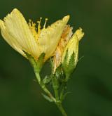 třezalka ozdobná <i>(Hypericum elegans)</i>