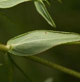 třezalka ozdobná <i>(Hypericum elegans)</i>