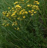 třezalka ozdobná <i>(Hypericum elegans)</i>