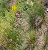 Podhorská acidofilní vegetace mělkých půd <i>(Hyperico perforati-Scleranthion perennis)</i> / Porost
