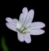 vrbovka horská <i>(Epilobium montanum)</i> / Květ/Květenství