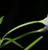 vrbovka horská <i>(Epilobium montanum)</i> / Květ/Květenství