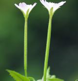 vrbovka horská <i>(Epilobium montanum)</i>