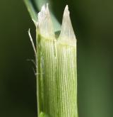třtina křovištní <i>(Calamagrostis epigejos)</i> / List