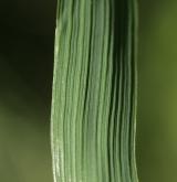 třtina křovištní <i>(Calamagrostis epigejos)</i> / List