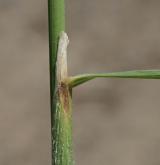 třtina křovištní <i>(Calamagrostis epigejos)</i> / List