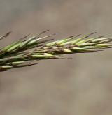 třtina křovištní <i>(Calamagrostis epigejos)</i> / Květ/Květenství