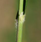 třtina villosa <i>(Calamagrostis villosa)</i> / List