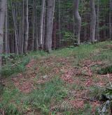 třtina rákosovitá <i>(Calamagrostis arundinacea)</i> / Porost