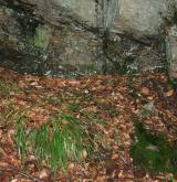 třtina rákosovitá <i>(Calamagrostis arundinacea)</i> / Habitus