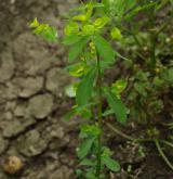 pryšec plocholistý <i>(Euphorbia platyphyllos)</i>