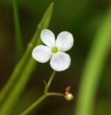 rozrazil štítkovitý <i>(Veronica scutellata)</i> / Květ/Květenství