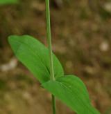 třezalka horská <i>(Hypericum montanum)</i> / Stonek