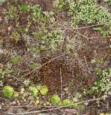 Podhorská acidofilní vegetace mělkých půd <i>(Hyperico perforati-Scleranthion perennis)</i> / Detail porostu