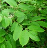 jasan zimnář <i>(Fraxinus ornus)</i>