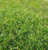 kozinec cizrnovitý <i>(Astragalus cicer)</i> / Porost