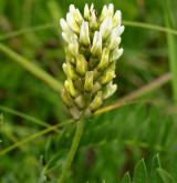 kozinec cizrnovitý <i>(Astragalus cicer)</i> / Květ/Květenství