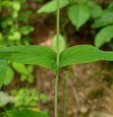třezalka horská <i>(Hypericum montanum)</i> / List
