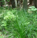 třtina rákosovitá <i>(Calamagrostis arundinacea)</i> / Habitus