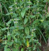 konopice širolistá <i>(Galeopsis ladanum)</i> / Habitus