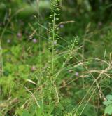 řeřicha chlumní <i>(Lepidium campestre)</i> / Habitus