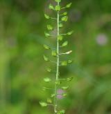 řeřicha chlumní <i>(Lepidium campestre)</i> / Plod