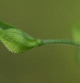 řeřicha chlumní <i>(Lepidium campestre)</i> / Plod