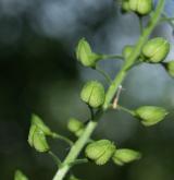 řeřicha chlumní <i>(Lepidium campestre)</i> / Plod