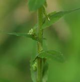 řeřicha chlumní <i>(Lepidium campestre)</i> / List