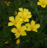 len žlutý <i>(Linum flavum)</i> / Květ/Květenství
