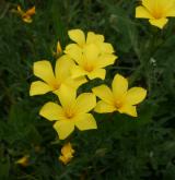 len žlutý <i>(Linum flavum)</i> / Květ/Květenství